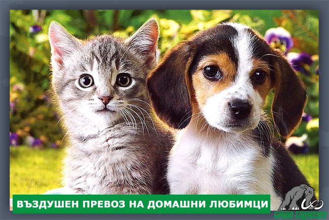 ВЪЗДУШЕН ПРЕВОЗ НА ДОМАШНИ ЛЮБИМЦИ ВЪЗДУШЕН ПРЕВОЗ НА ДОМАШНИ ЛЮБИМЦИ